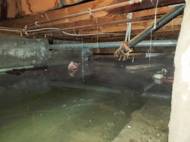Best Flood restoration services  in Monroe, WI
