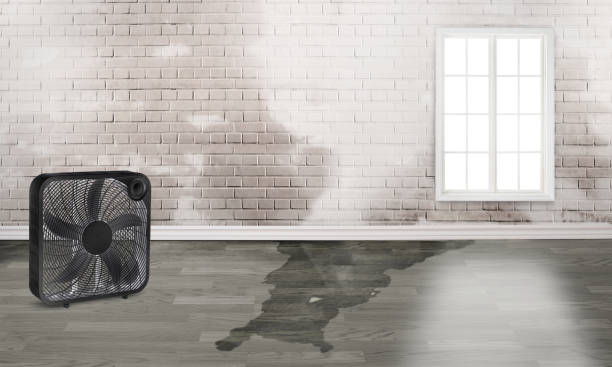 Best Flood damage cleanup  in Monroe, WI